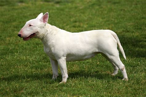 Archivobull Terrier R 02 Chalger Wikipedia La Enciclopedia Libre
