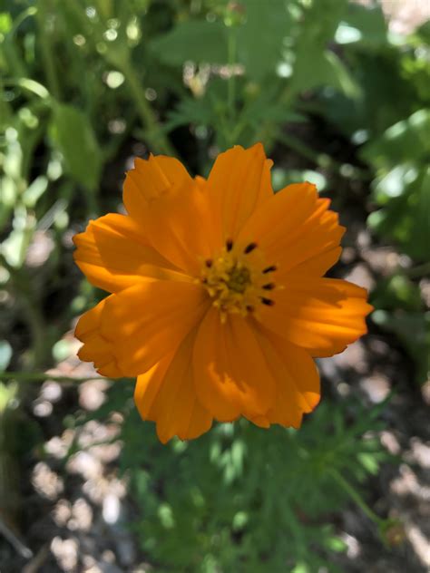First Time Growing Cosmos From Seed And Theyre Finally Blooming R