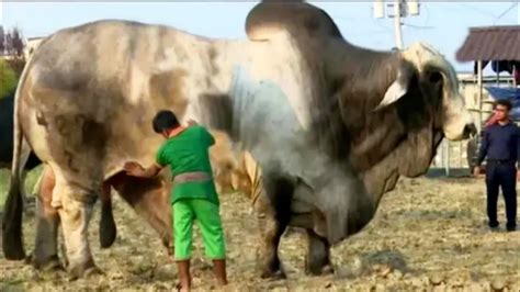 ये गाय है या दानव Top 5 Big Cows In The World Guinness World Record Of Cows Youtube