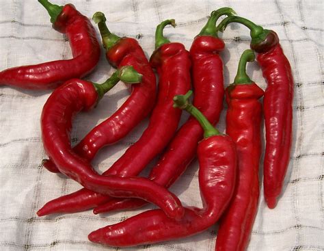 Jimmy Nardello's Italian Sweet Pepper, 0.3 g : Southern Exposure Seed ...