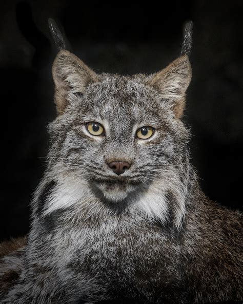 Lynx Portrait Photograph By Wes And Dotty Weber Fine Art America