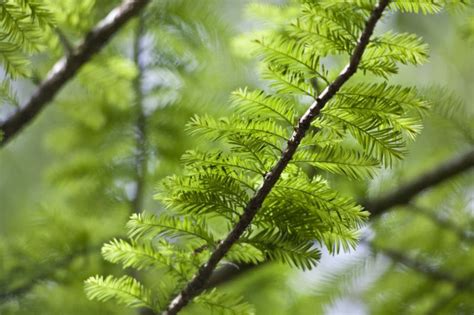 The leaves are borne on deciduous branchlets that are spirally arranged on the stem but twisted at the. Bald Cypress leaves | Bald cypress, Cypress trees, Bald ...