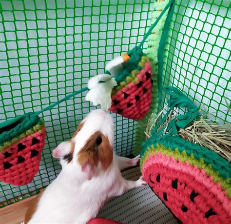 Set Of 4pcs Guinea Pig Accessories For Cage Watermelon Pet Etsy