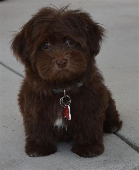 Wow, he had a significant impact on our family! 9 best Chocolate Havanese images on Pinterest | Little ...