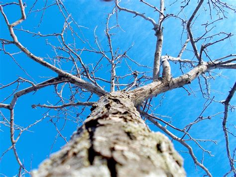 94 Best Images About Worms Eye View Trees On Pinterest Trees Aspen
