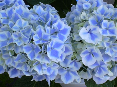Free Light Blue Flower Stock Photo