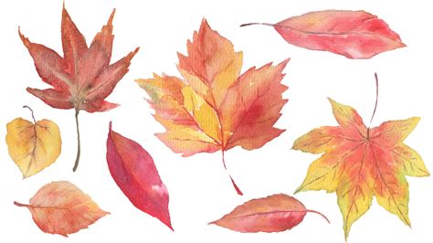 Watercolor Autumn Leaves By Mantiska Thehungryjpeg