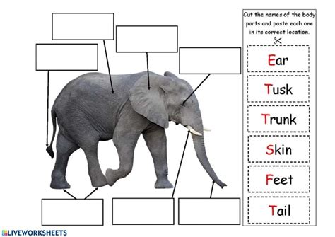 Subcategories named like aa:animal body parts (with a prefixed language code) are categories of terms in specific languages. Elephant - Interactive worksheet