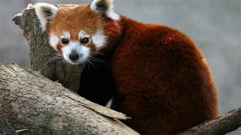 ¿cómo Es El Panda Rojo