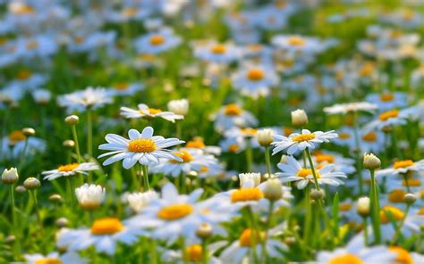 Beautiful Daisies White Daisy Flowers Daisy Cool Gorgeous Hd