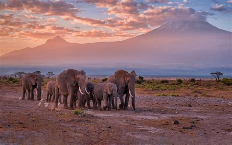 Elephants Mount Kilimanjaro Amboseli Kenya Bing Hd Wallpaper Peakpx