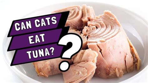 Can Cats Eat Tuna In Water