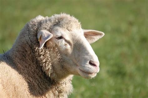 Can Sheep Eat Apples Everything You Need To Know About