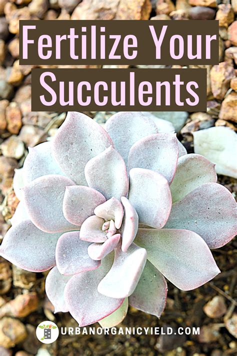 Can You Fertilize Your Succulents Learn How To Fertilize Your