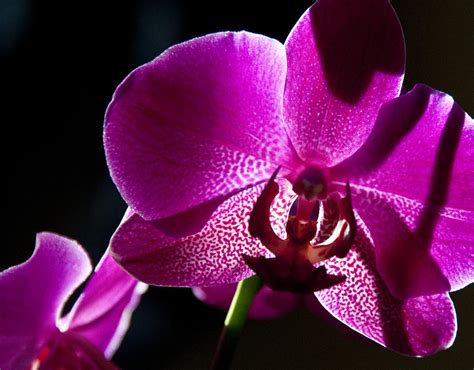 Magenta Orchid Photograph By Ron White Fine Art America