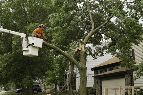 What To Do When A Branch Breaks Off A Tree Nelson Tree Specialist