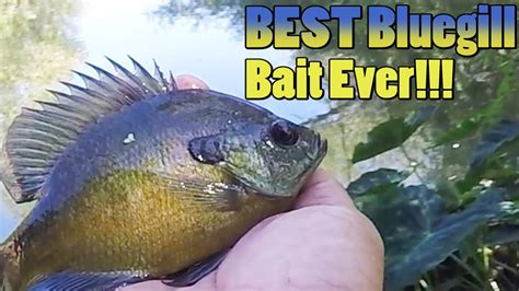 Best Bluegill Panfish Bait Ever How To Catch Bluegill On A Pond