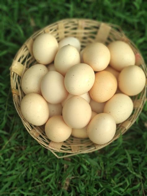 Brown Aseel Pure Nattu Koli Eggs Country Chicken Eggs Healthy