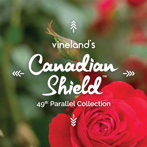 49th Parallel Collection Canada Blooms
