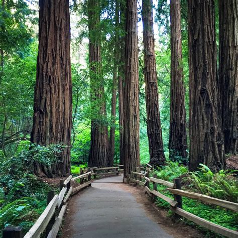 Muir Woods National Monument Mill Valley All You Need To Know