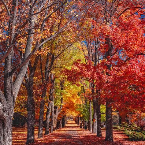 Free Images Landscape Nature Forest Path Leaf Fall