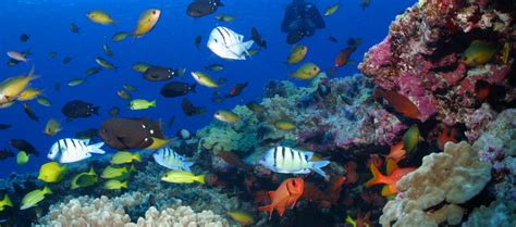Marine Ecosystems Need Thousands Of Years To Recover After