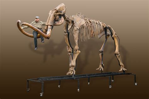 Russian Woolly Mammoth Skeleton Mammuthus Primigenius One Of The Biggest In The World