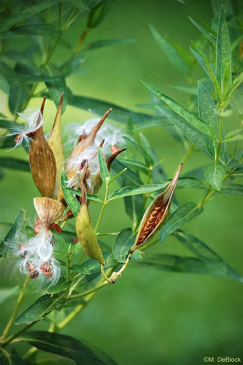 Whirled Milkweed Seed Pods Photograph By Marilyn Deblock Pixels