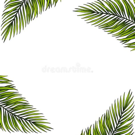 square template for text with tropical palm leaves frame or border with jungle rainforest