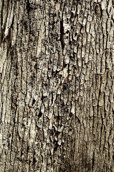 Tree Bark Pattern Stock Image Image Of Environment Bark 29911405