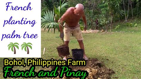 Transplanting Palm Tree Youtube
