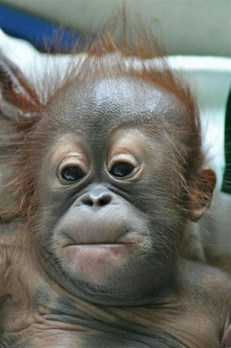 A Cute Baby Orangutan Orangutans Cute Funny Animals Cute Baby