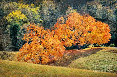 Tennessee Orange Autumn Trees Photograph By Cheryl Davis