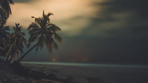 Palm Trees Starry Sky Shore Night Tropics Picture Photo Desktop