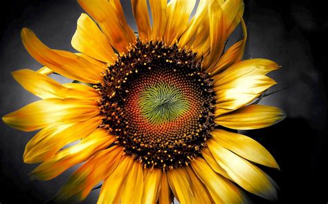 Download Yellow Flower Close Up Flower Nature Sunflower Hd Wallpaper