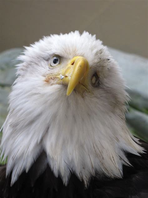 71 Bald Eagle Face Forward Melody Davis Flickr
