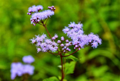 Sweet Southern Days Fall Wildflowers