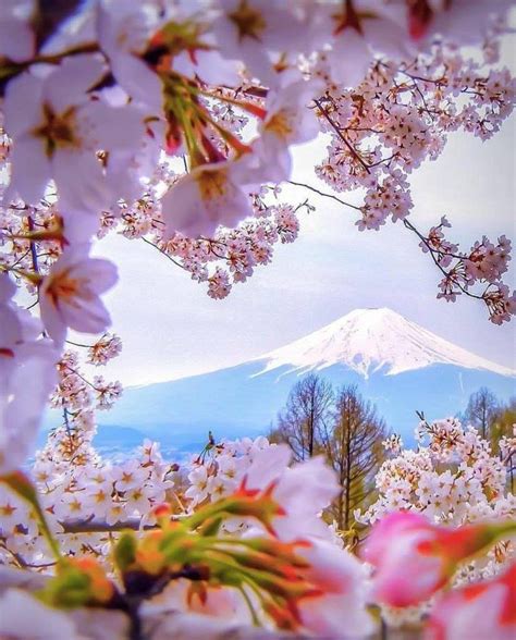 Mt Fuji Cherry Blossoms Cherry Blossom Japan Beautiful Nature