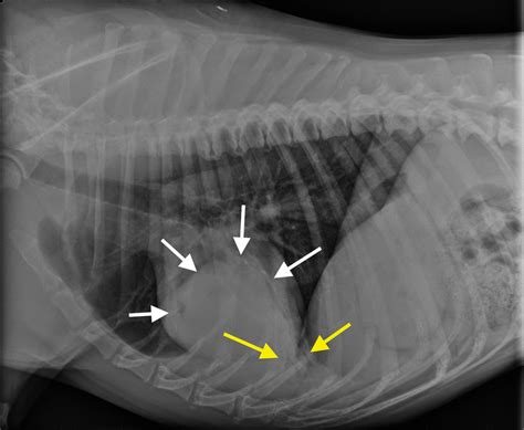 Primary lung tumors are cancers that arise in the lung tissue of both dogs and cats. Image Gallery: Primary & Metastatic Tumors Part 1 ...