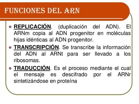 Arn Estructura Funciones Transcripción