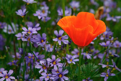 Editing photos of flowers will make your images stand out. Spring Flower Photography | Apogee Photo Magazine