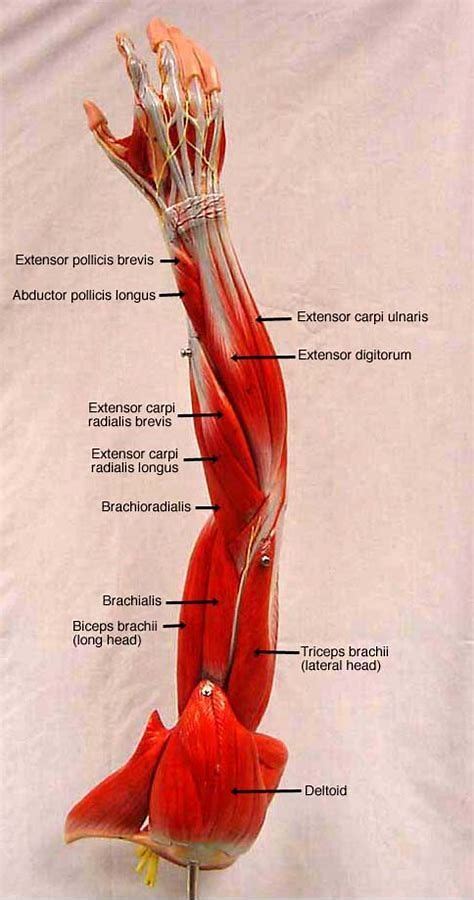The forearm is a mass of some 20 different muscles. Rezultat imagine pentru leg muscle model labeled | Medical ...