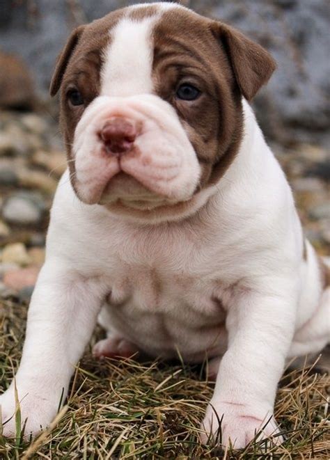 Time for a play fight. Alapaha Blue Blood Bulldog Puppies For Sale | Seattle, WA ...
