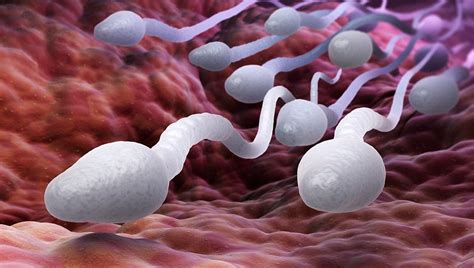 Female Body Has Clever Ways Of Eliminating Weak Sperm Menfertility Org