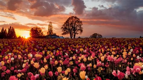 Sun Flowers Field Tulips Many Nature Sky Cloud Wallpapers Hd