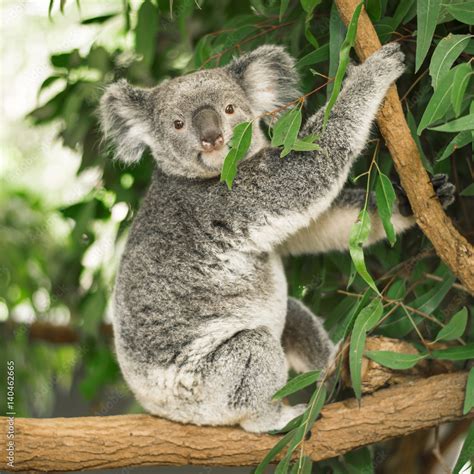 Fototapeta Premium Australijska Koala Na Zewnątrz W Drzewie