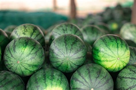 Many Big Sweet Green Watermelons And One Cut Watermelon Stock Image