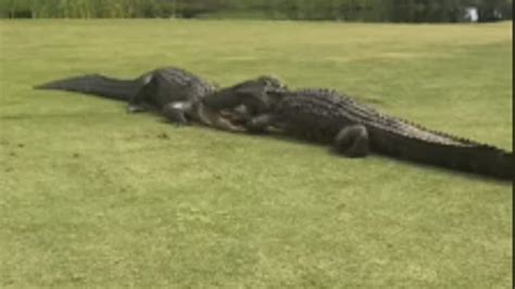 Alligators Engage In Fight On Golf Course Fascinating Video Captured