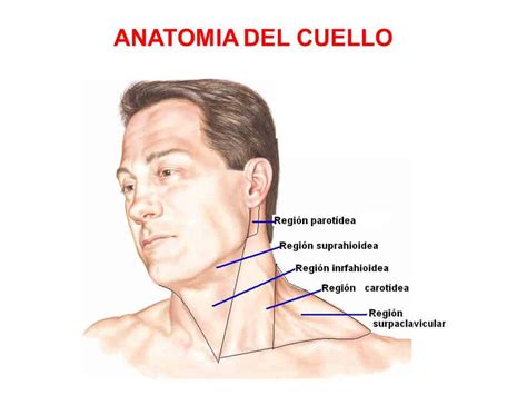 Partes Del Cuello Atlas De Anatomía