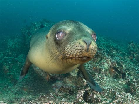 Pinzón Duncan Galapagos Island Guide Wildlife Marine Life Conservation